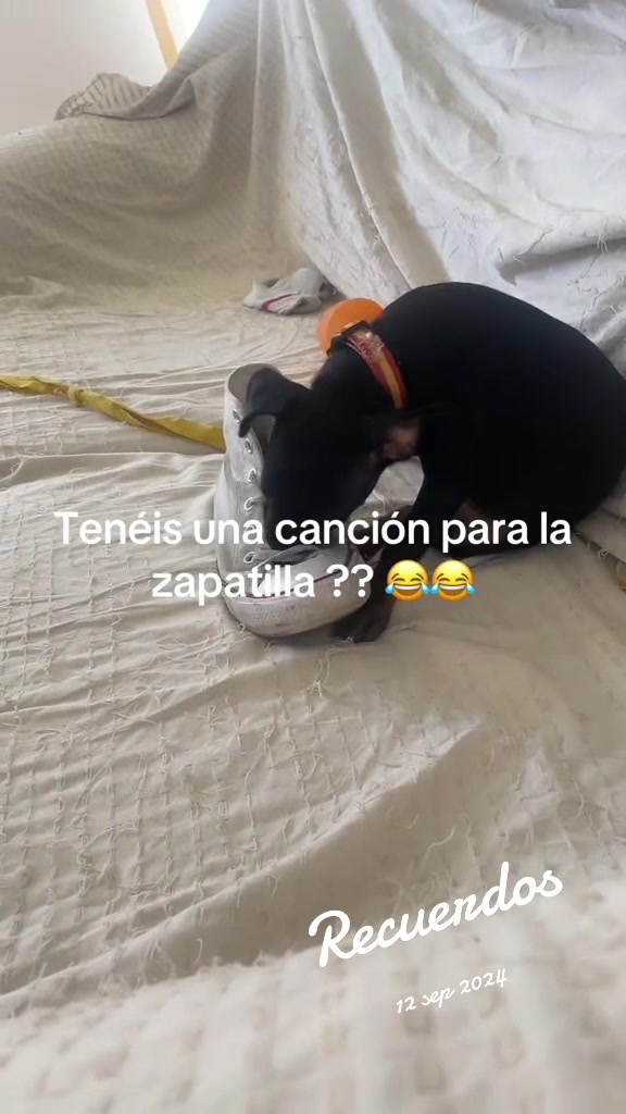 @PanDOGuitos 🐶