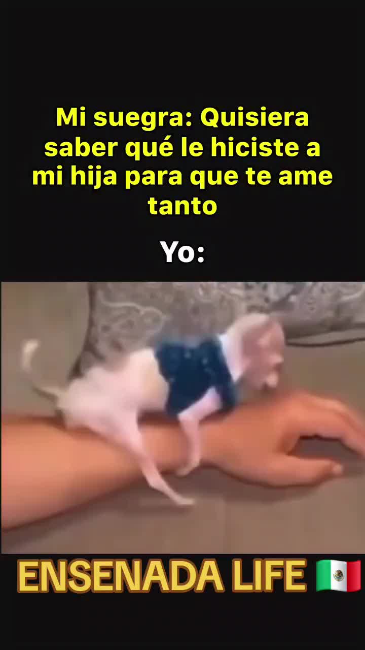 @EL Gallo Salcedo🇲🇽