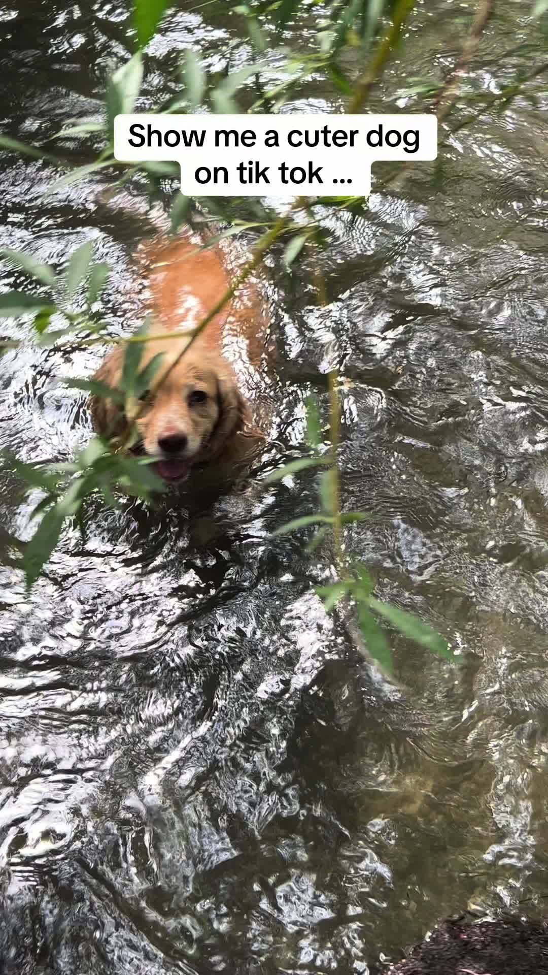 @Pipstar 🐕🦺