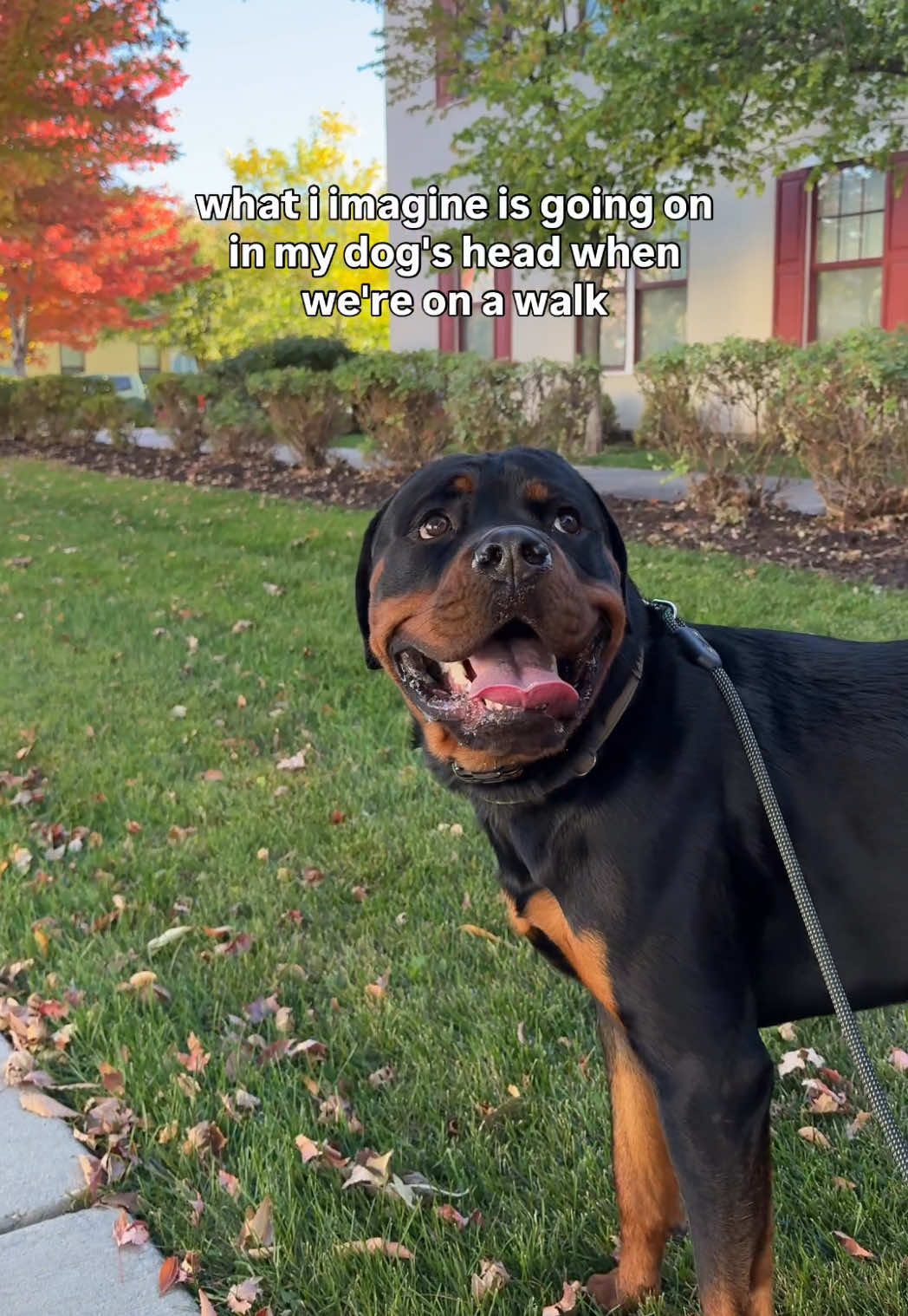 @Rex the Rottweiler