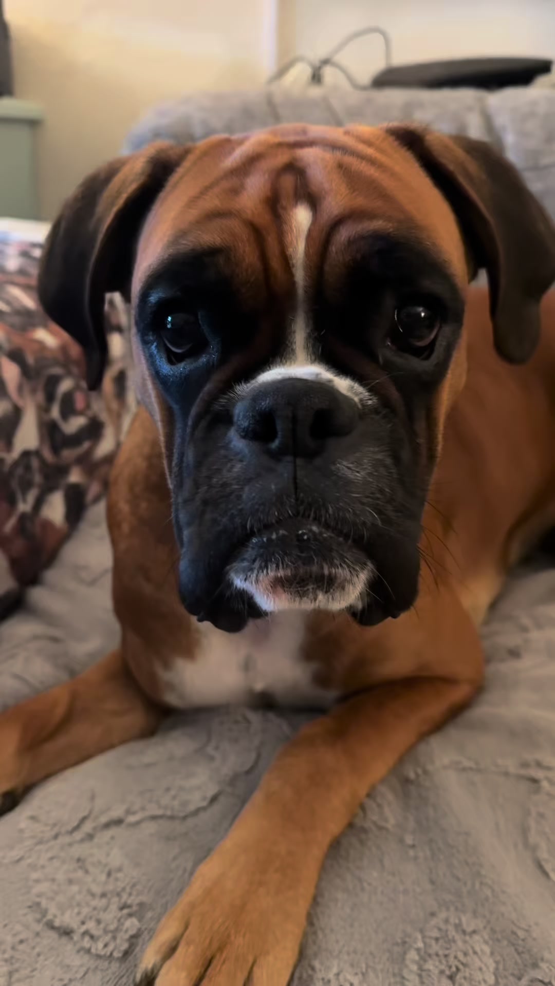 @boxermadness