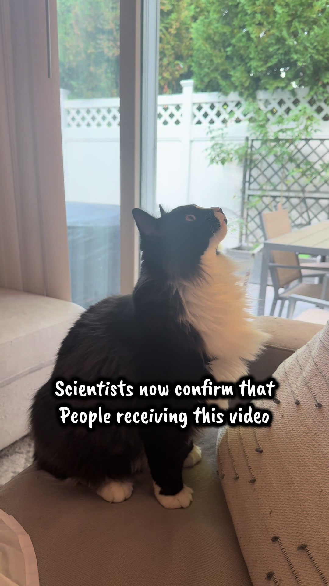 @TailsandWhiskersCo