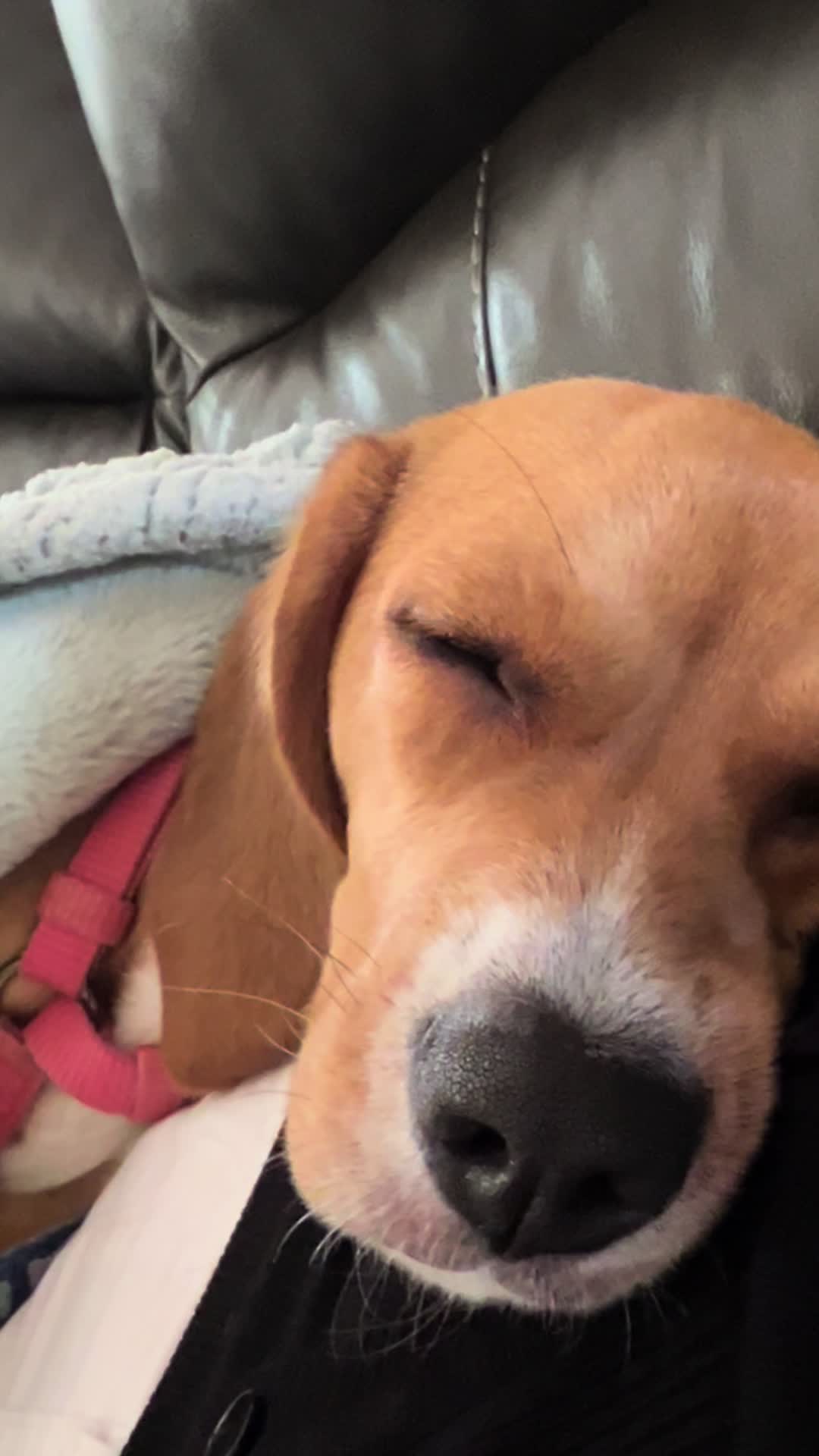 @Rosie the Beagle 🇺🇸🥰 🌞