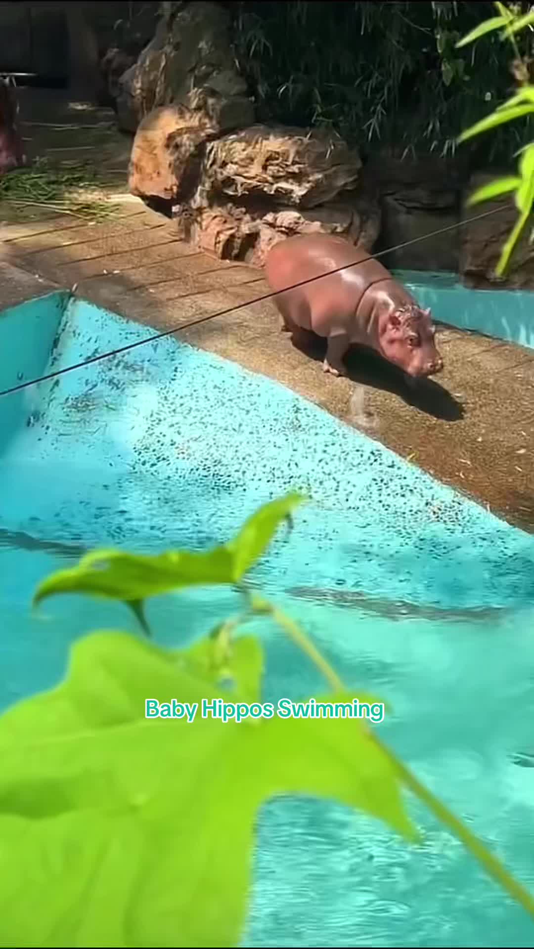@babyhippoco