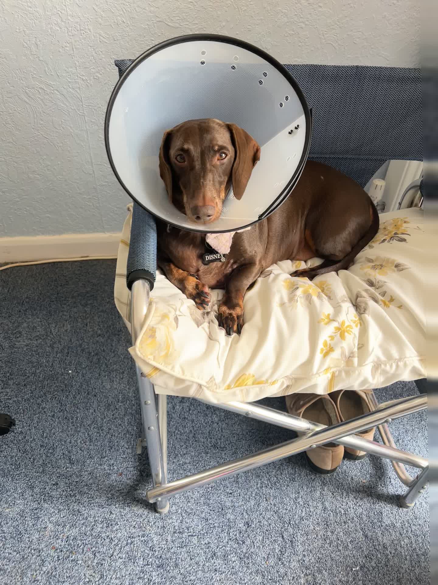 @disneythedachshund
