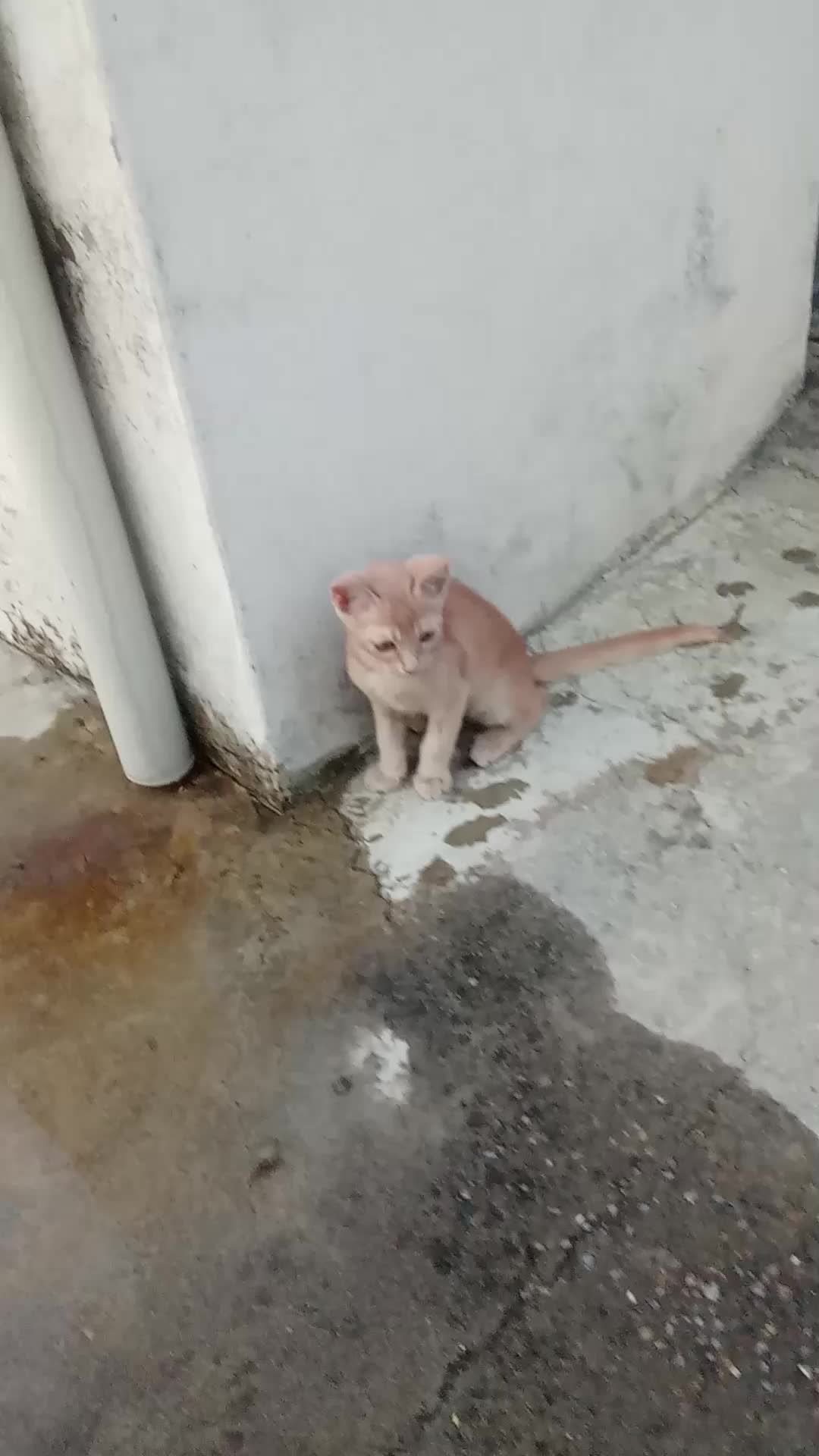 @cutecatlover8172