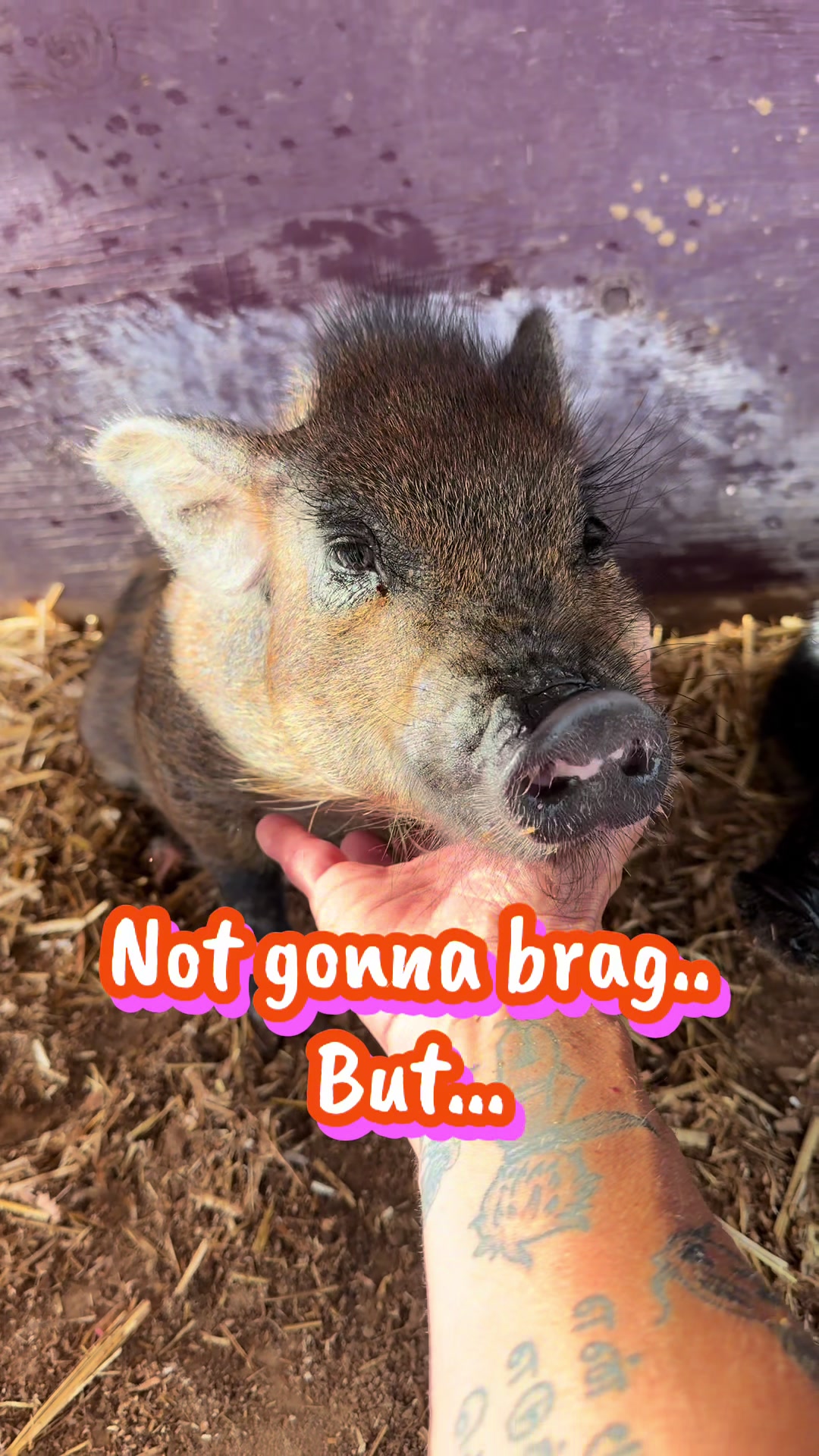 @Pig Luv Co