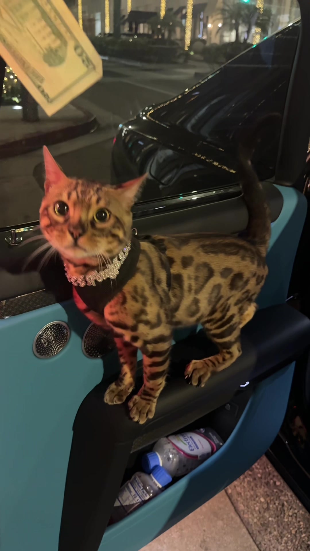 @Bengal Cats
