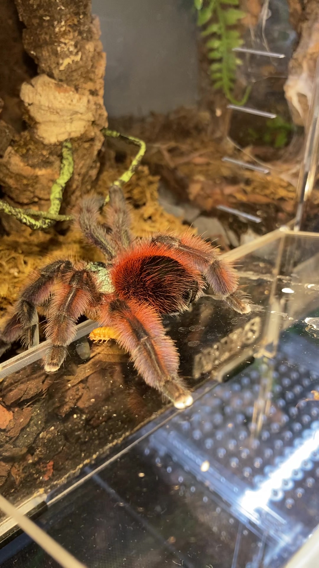 @🕷️𝓛𝓪𝓭𝔂𝓢𝓬𝓪𝓻𝓮🕷️