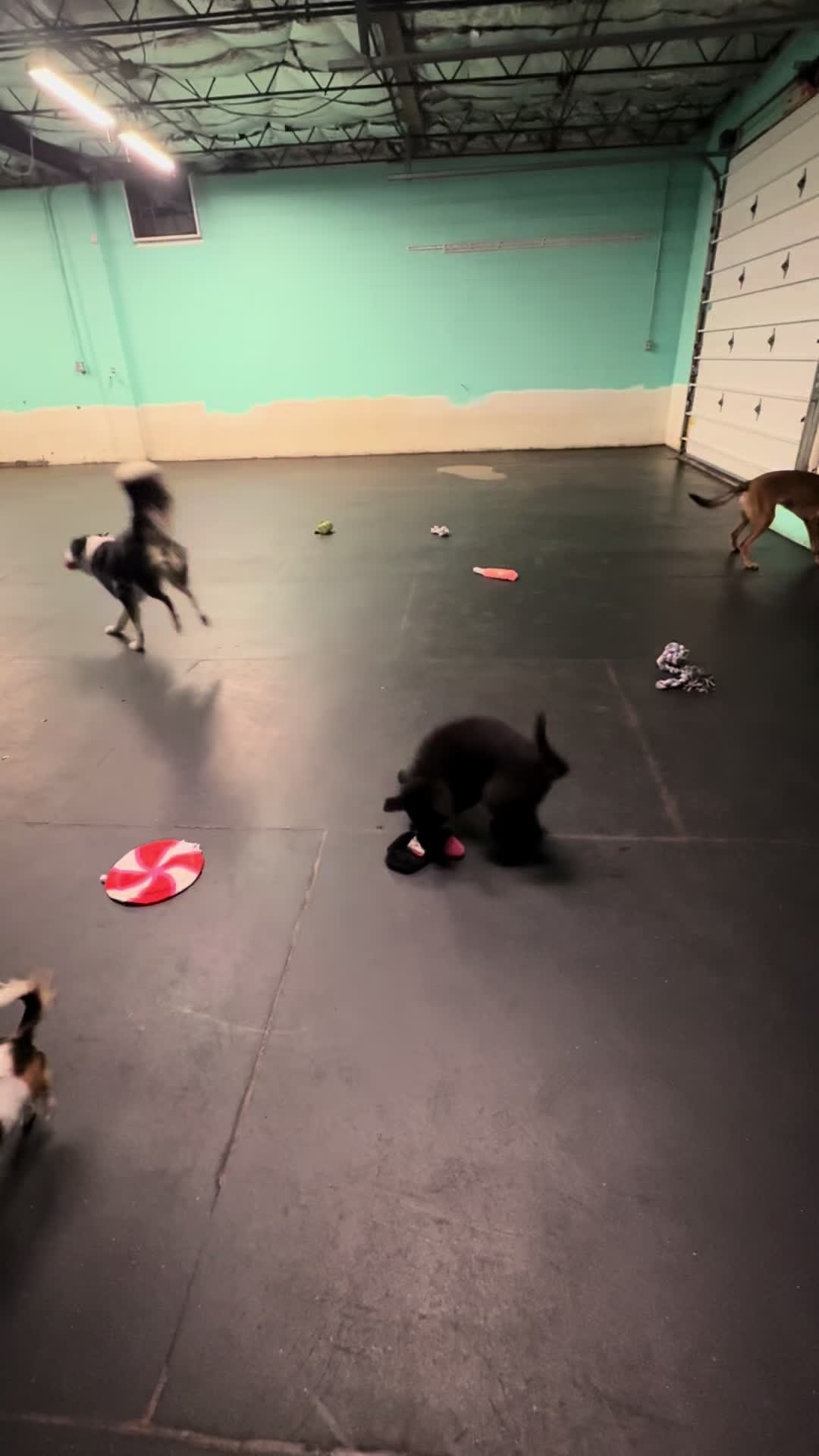 @the_crazy_k9_crew