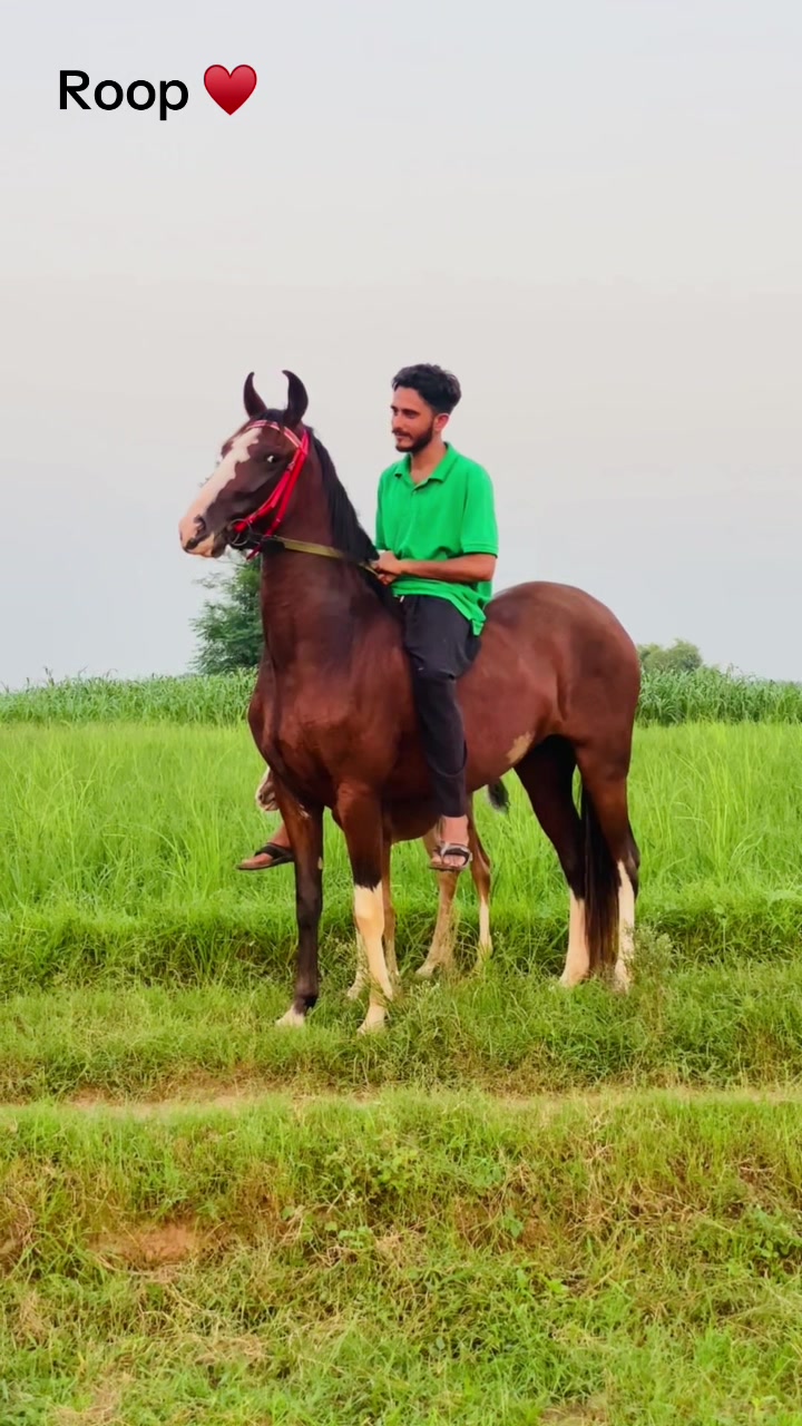 @Ch Hammad bokan ♥️🐎