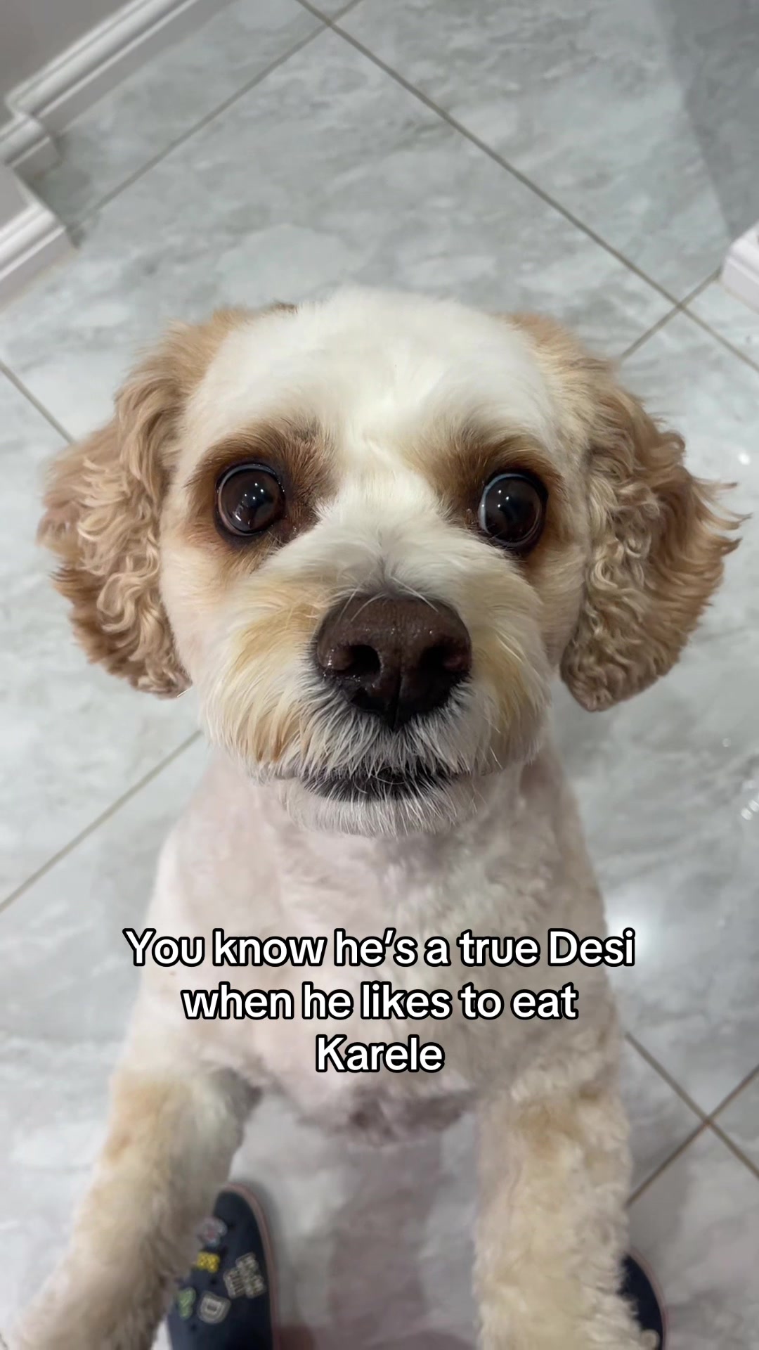 @My Cavachon