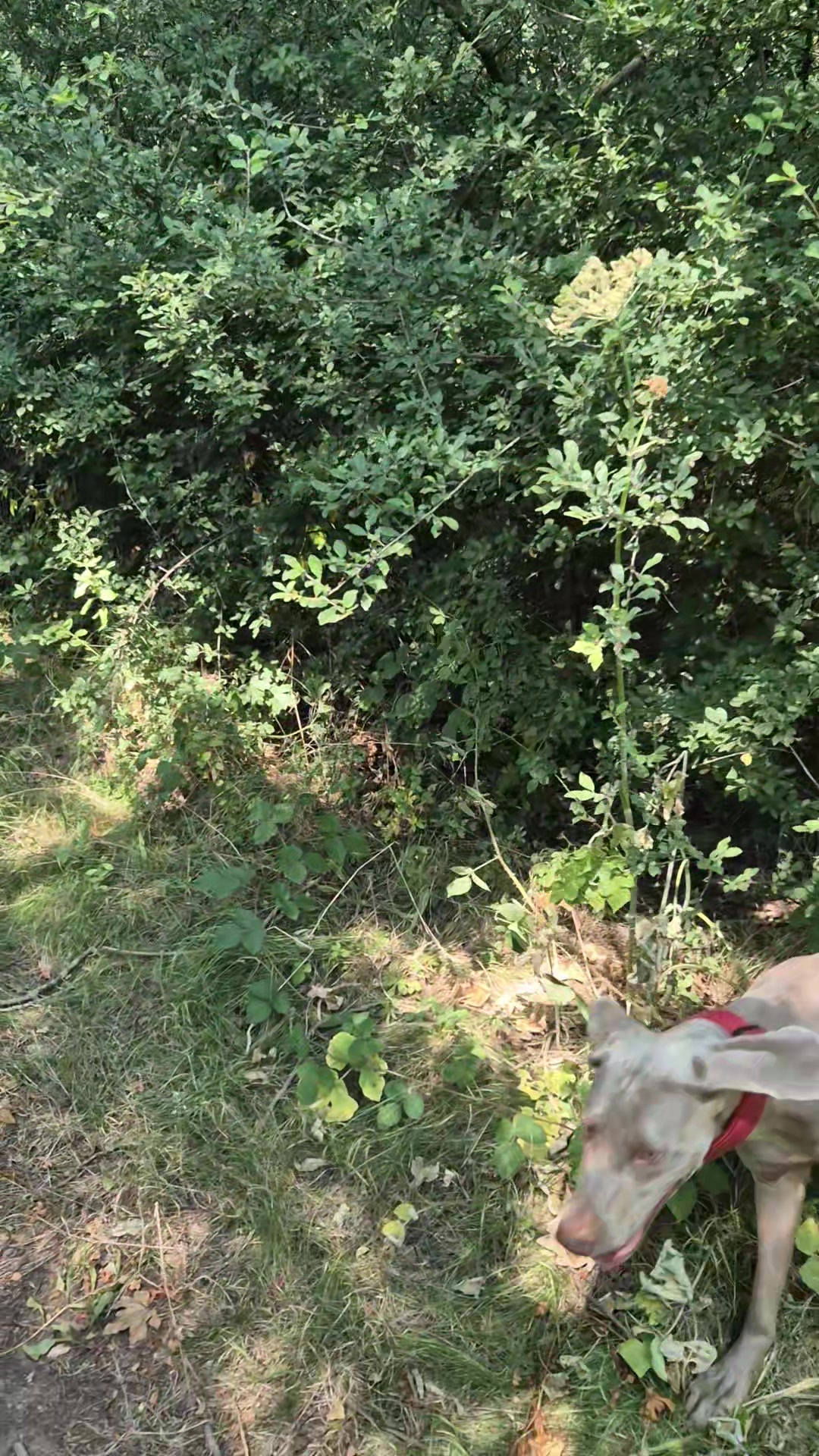 @Sabsky weimaraners