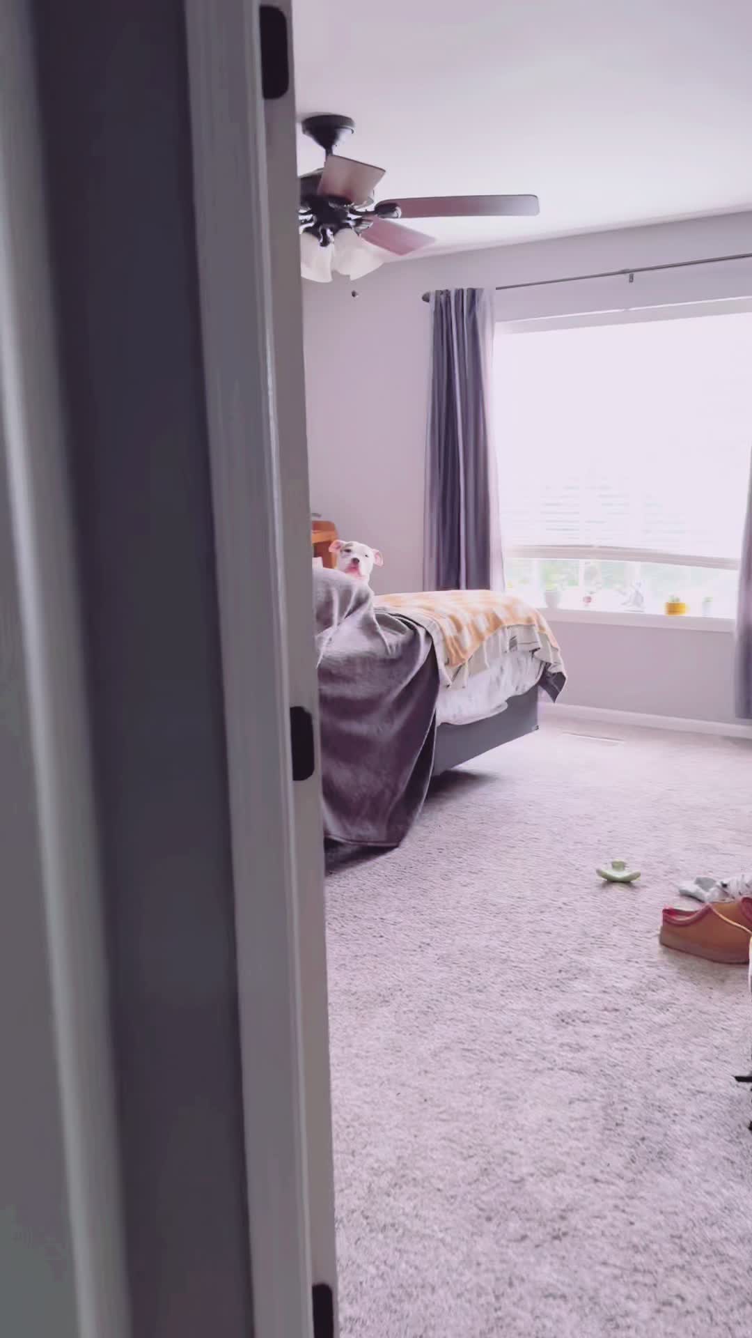 @Chewy the pitbull