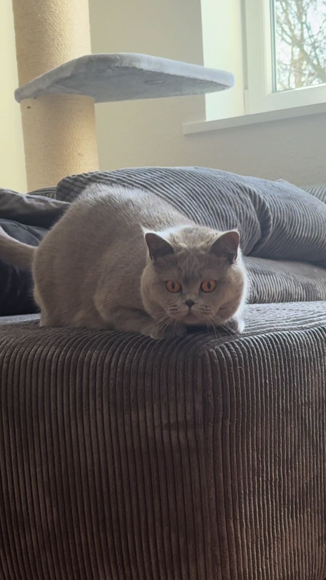 @Purrpawspals ✨