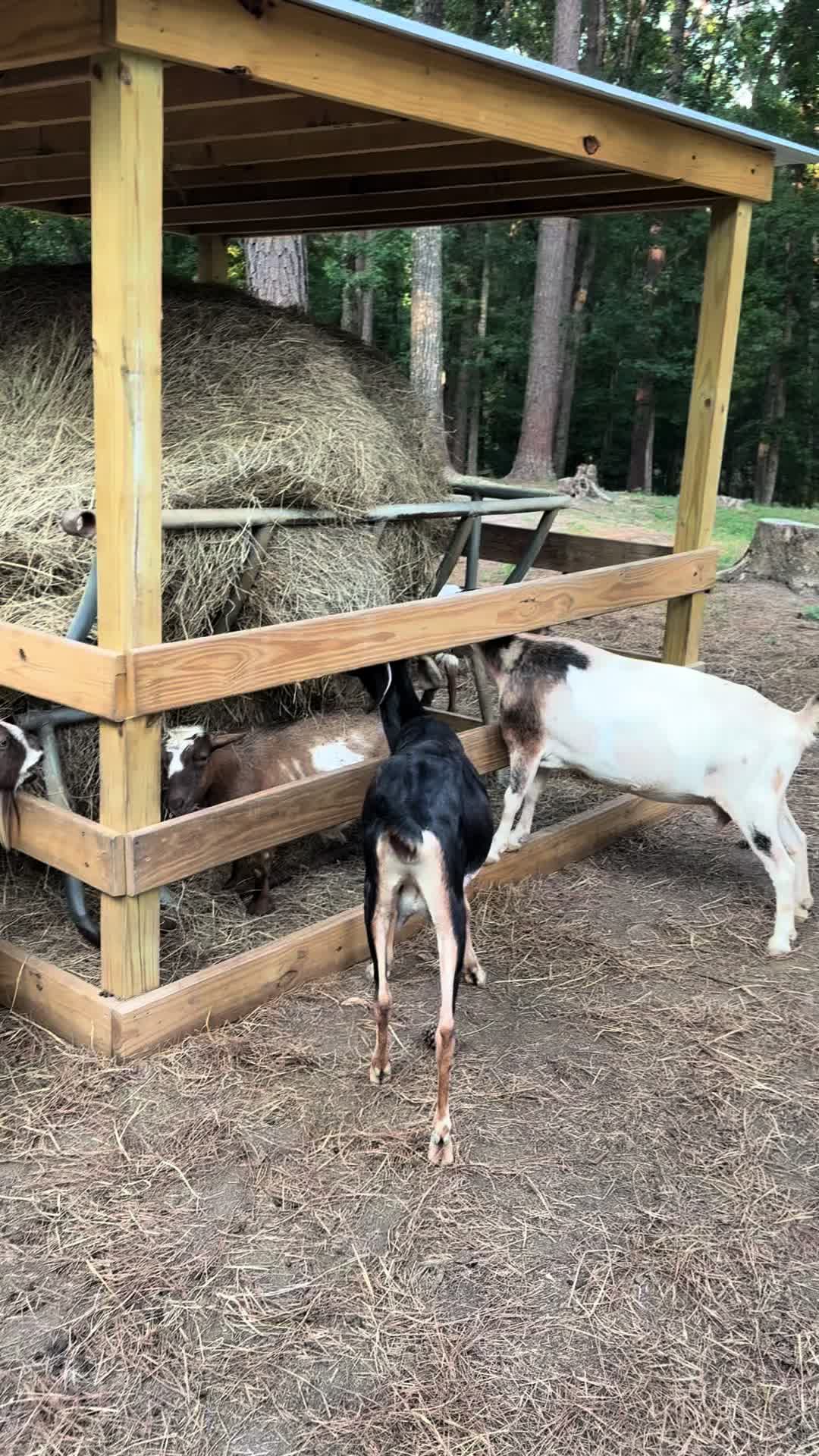 @Goat Daddy's