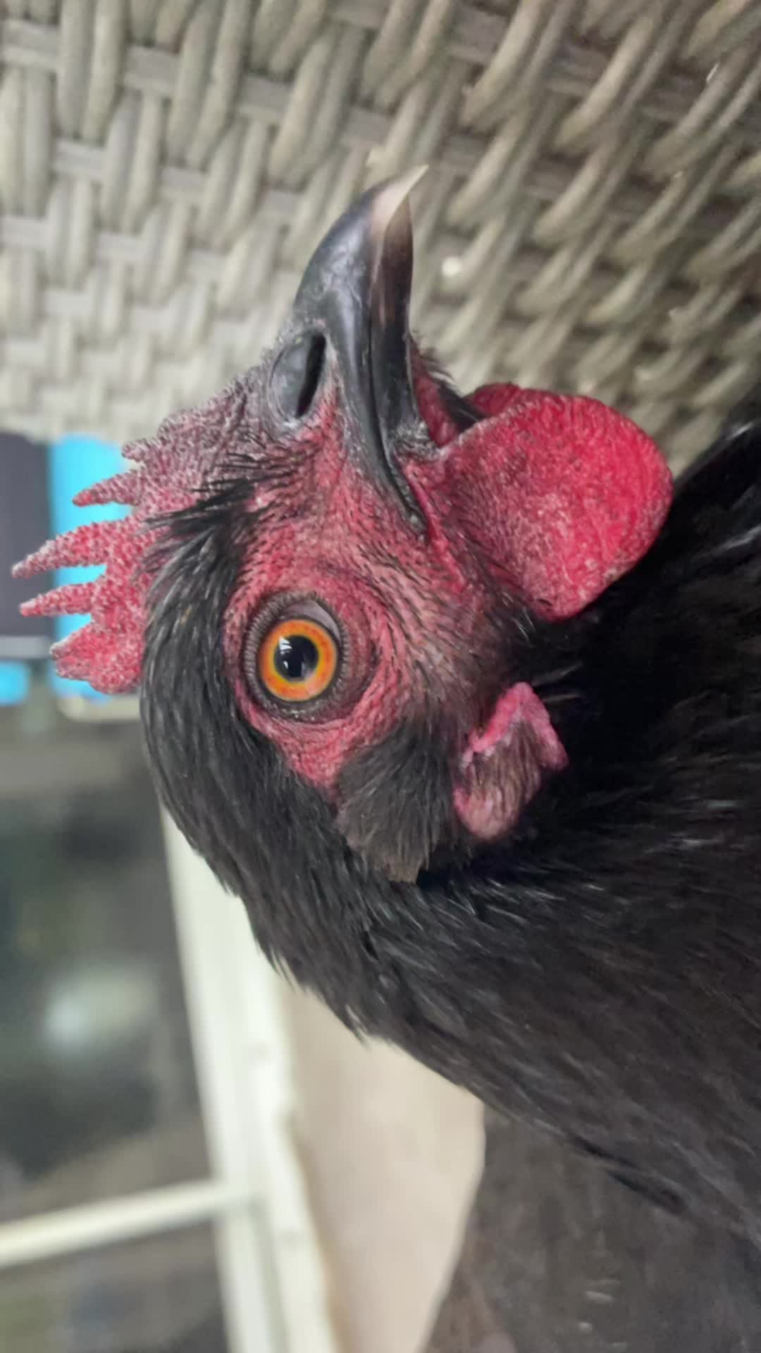 @The_chicken_man
