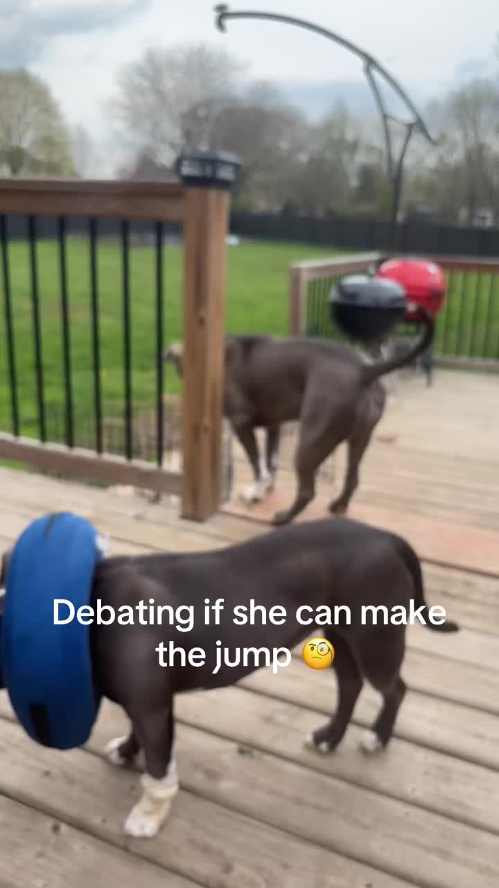 @OurPittieLittleLife🐶