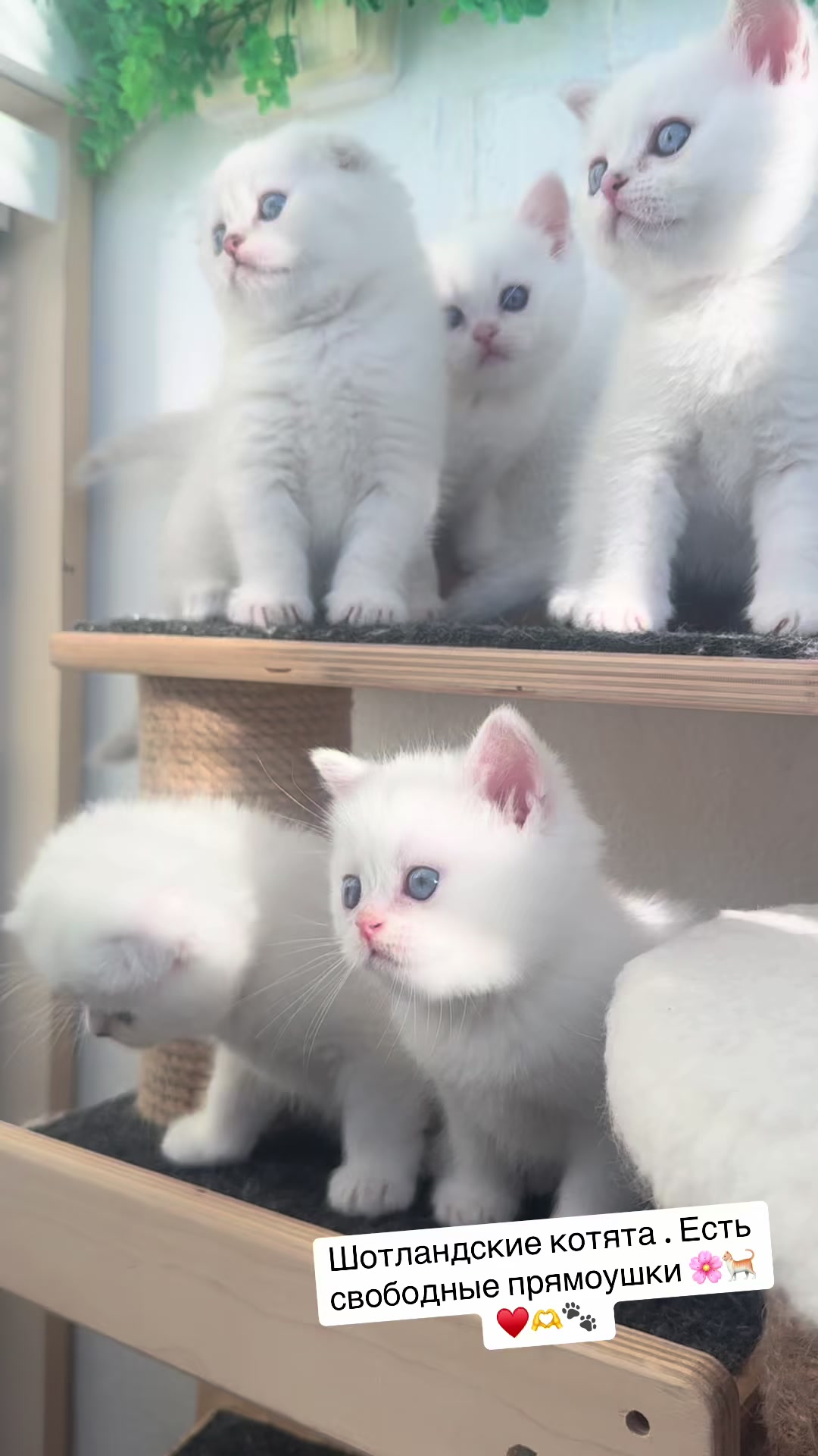 @swetlana_kittycat