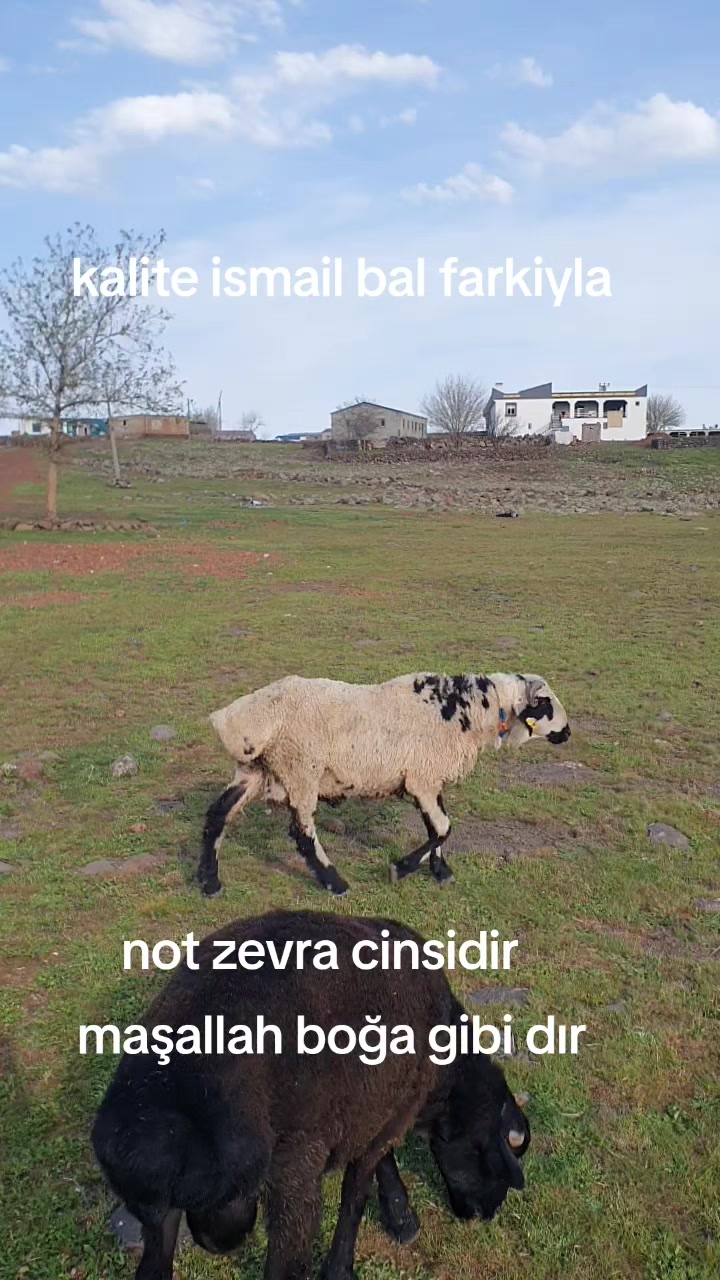 @Ismail Bal