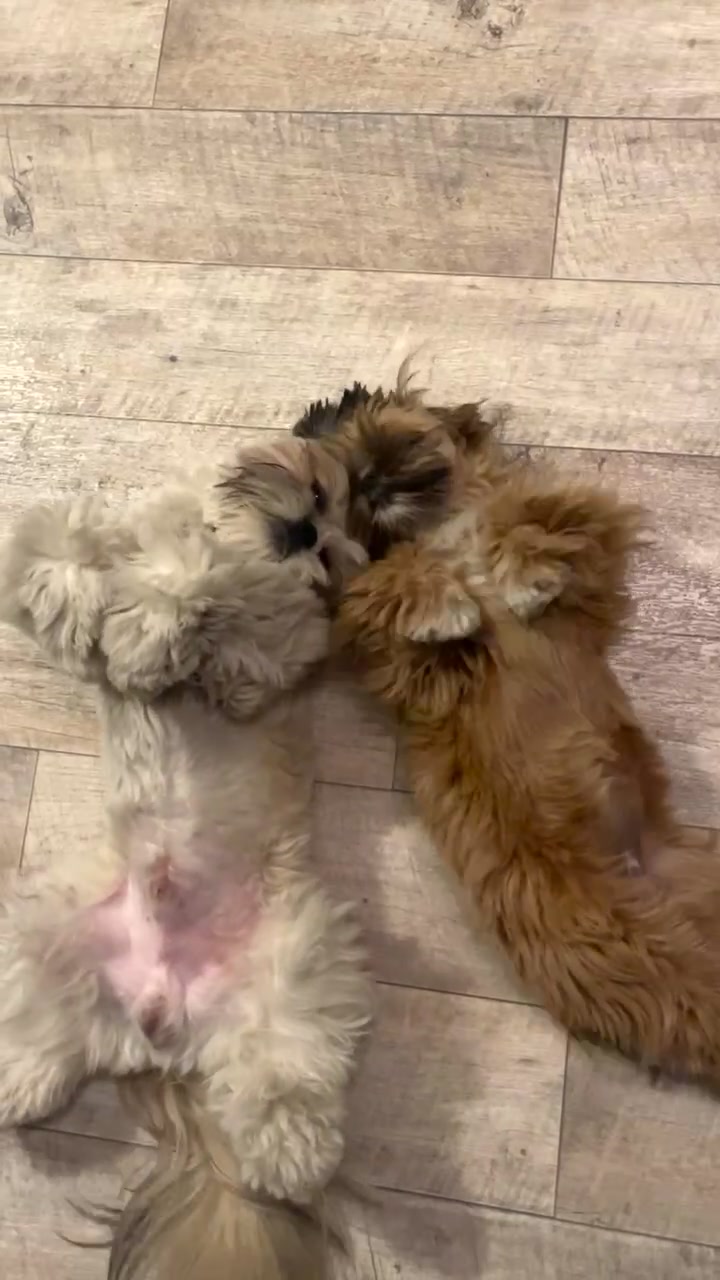 @Oscar😎  Lyalya 🥰 Hugo😜
