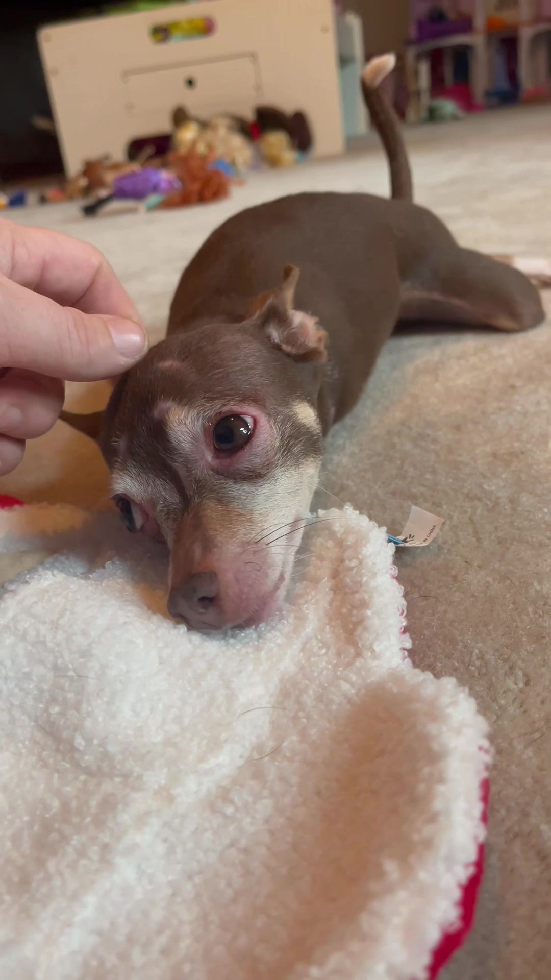 @TurboRoo the 2Legged Chihuahua