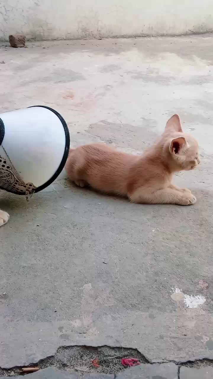 @cutecatlover8172