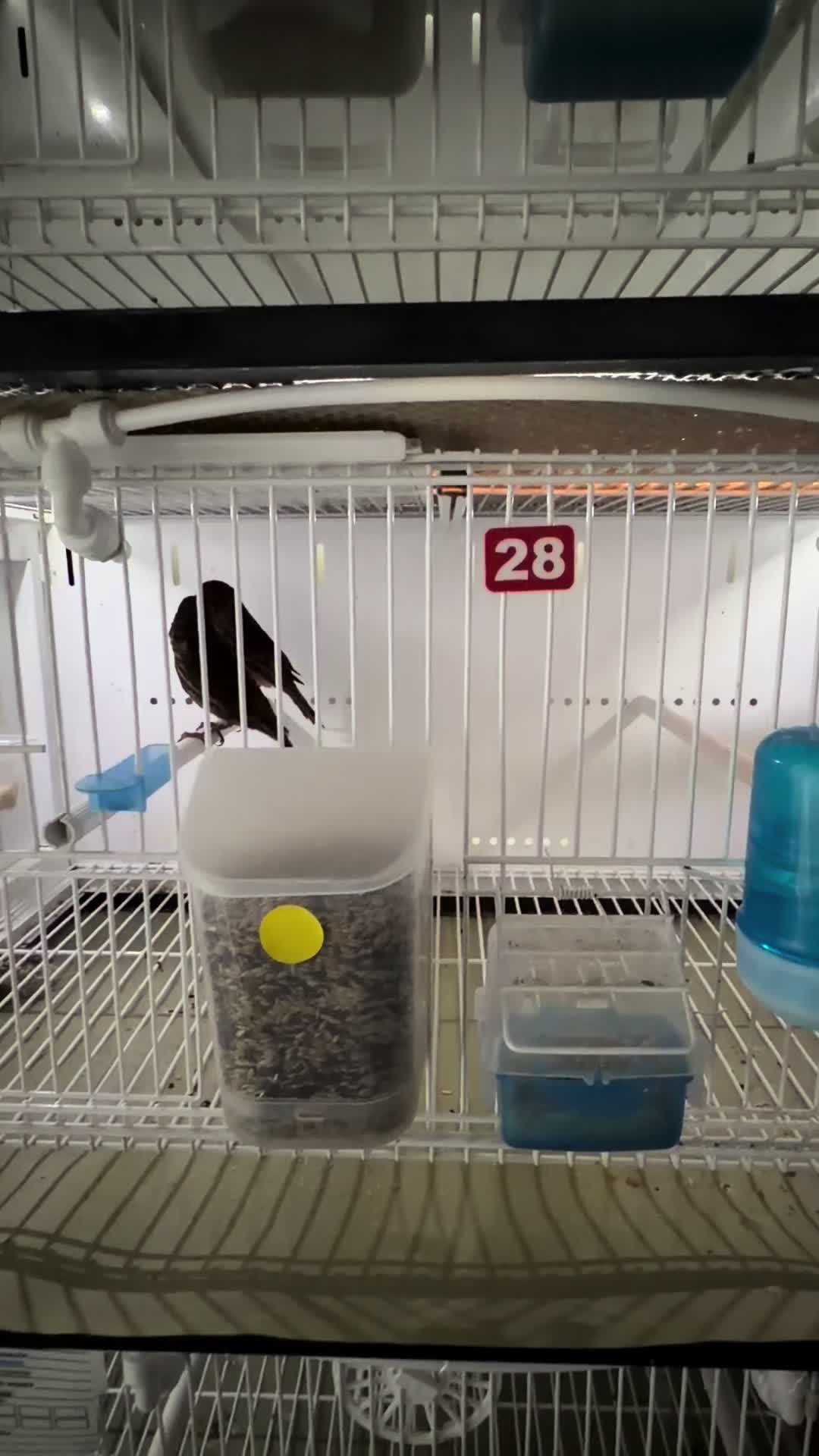 @AviarioUreña