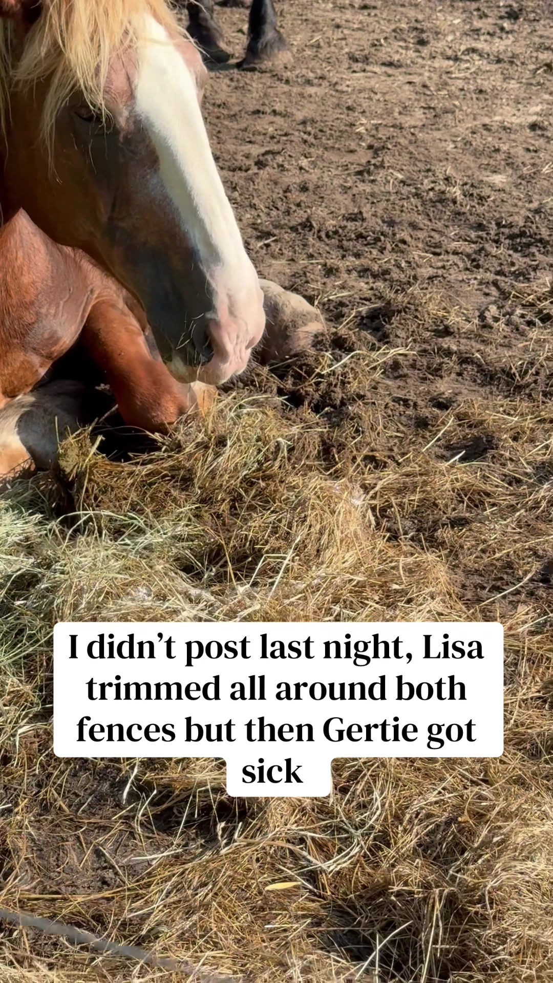 @Safe Place Pastures, Inc.