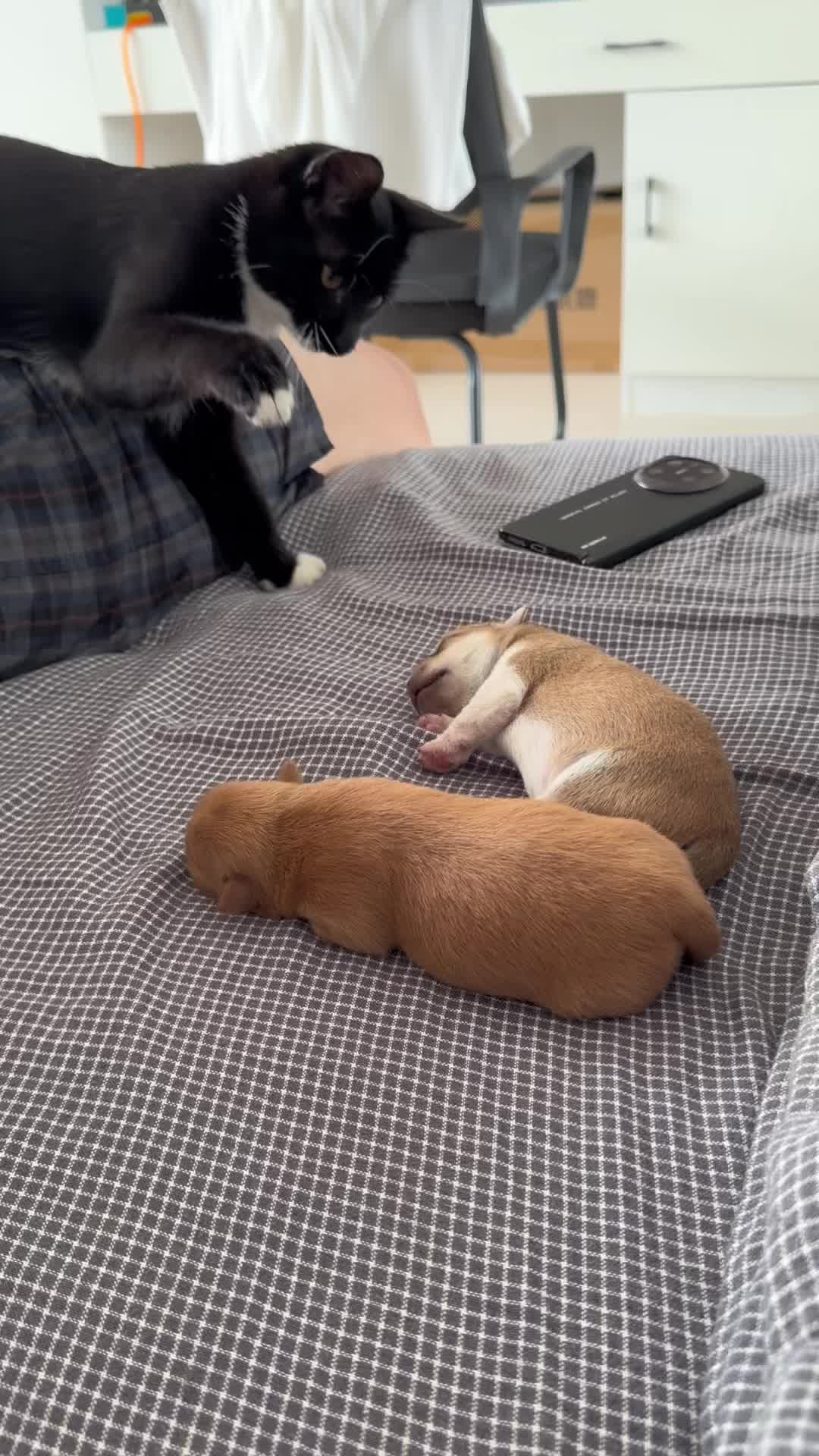 @Pet World Hub