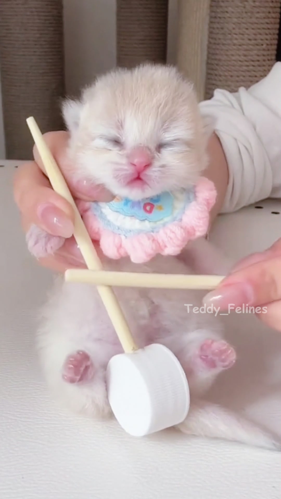 @Teddy_Felines 🧸🐾