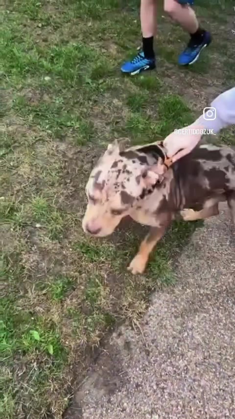 @certidogzuk