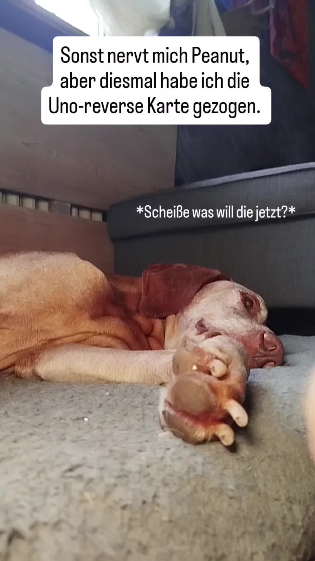 @PeanutundAponi🐶🐾