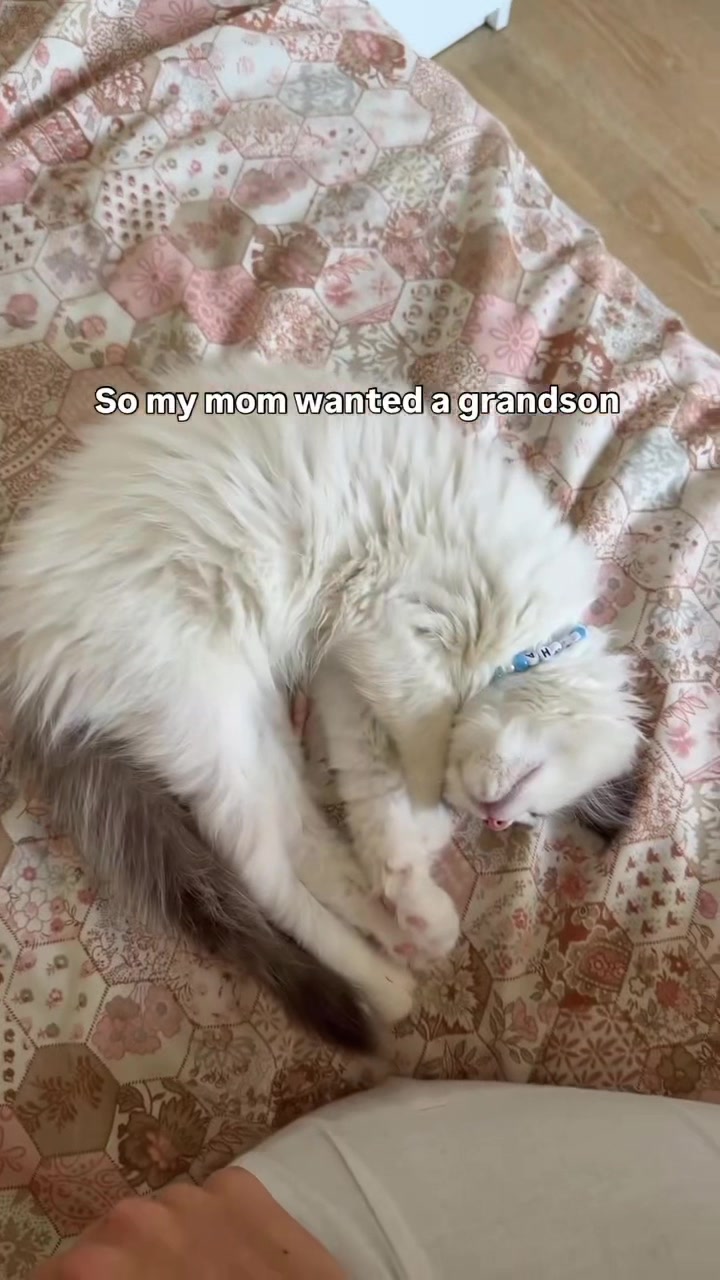 @pasha.the.ragdoll