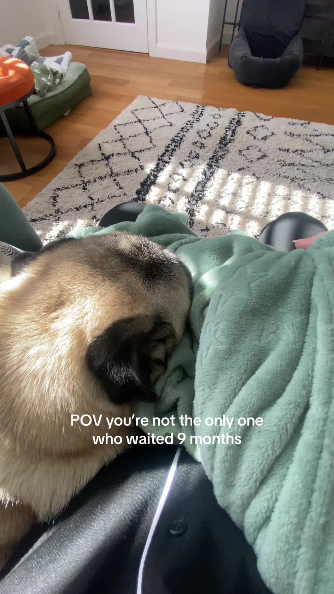 @Wee Winston The Pug
