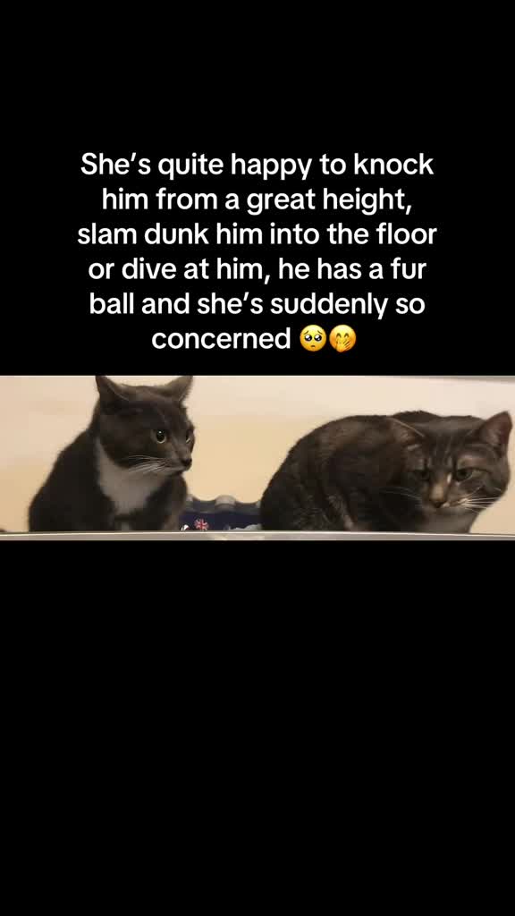 @TheCatandDogTeam