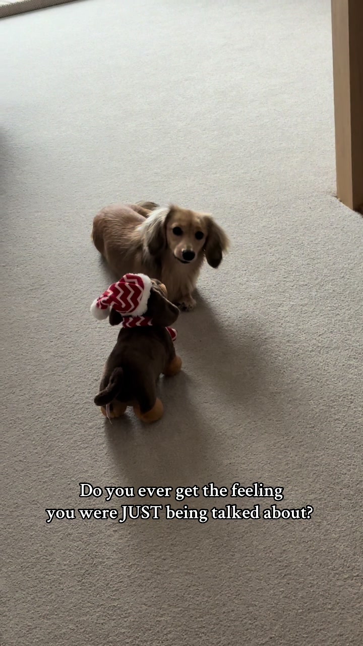 @sausagedogsisters