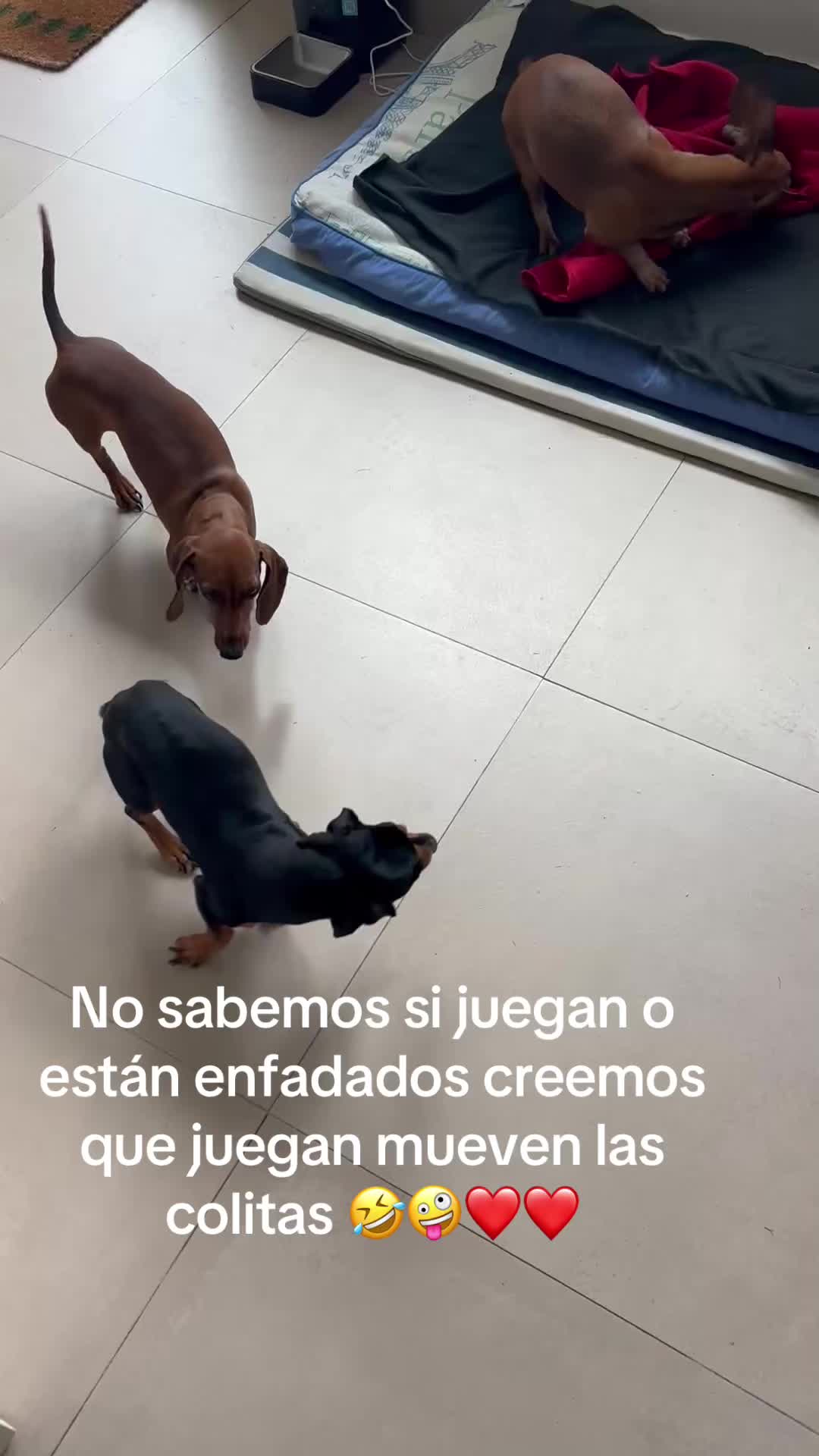 @patushiiiii
