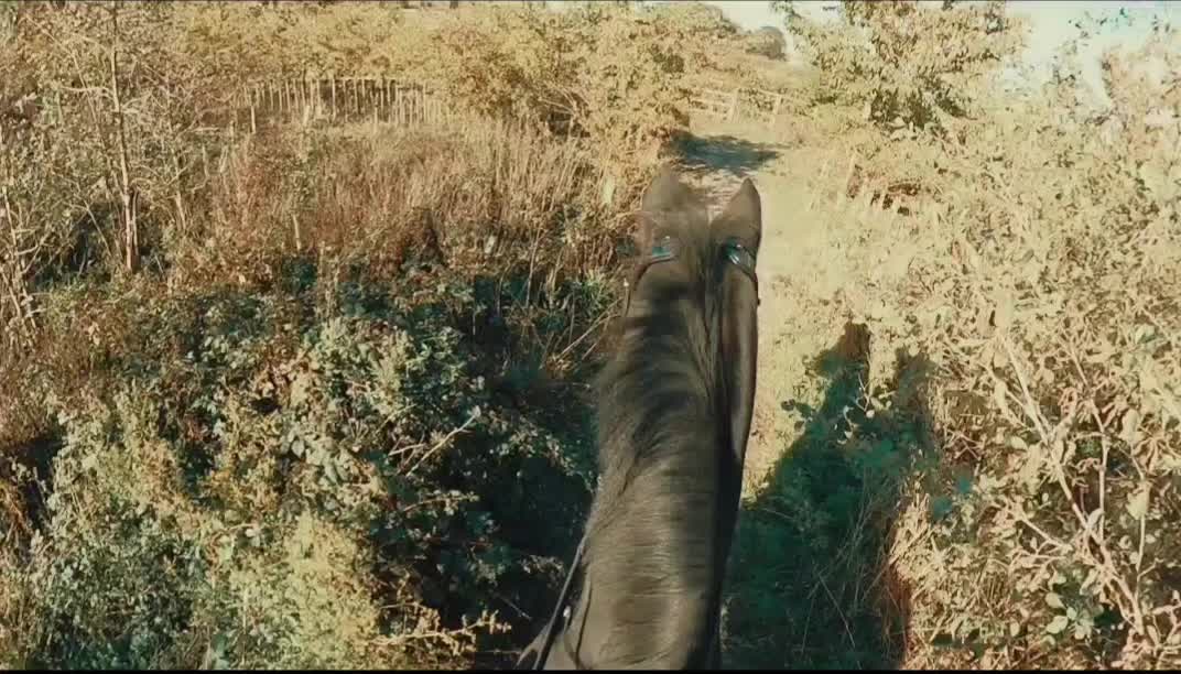 @Chase Gate Equine