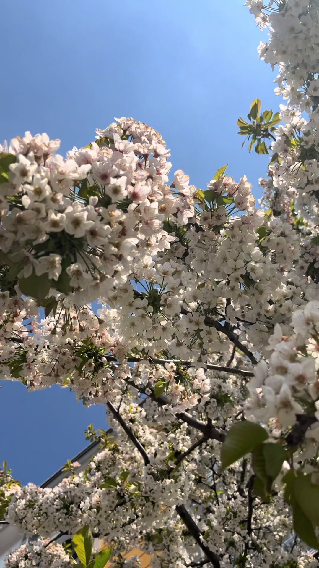 @Hurişş🌼