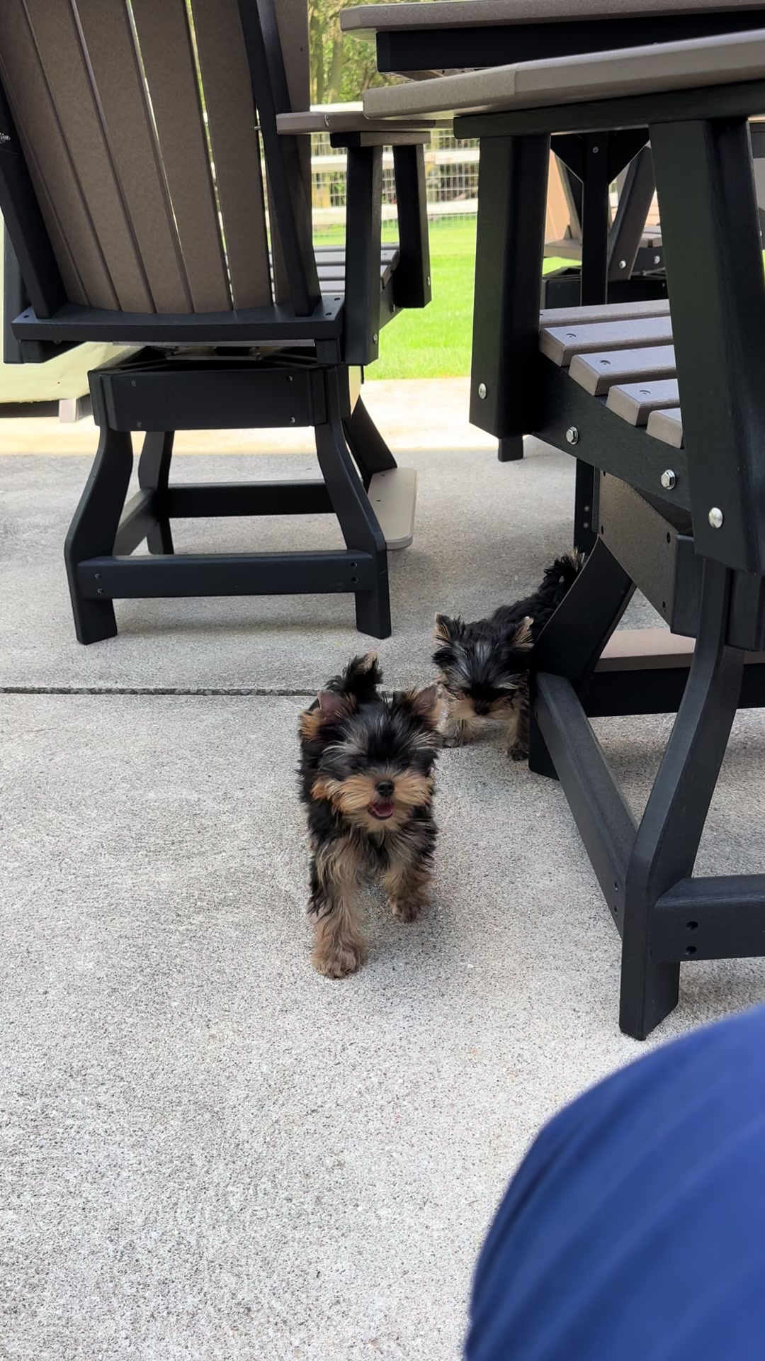 @Kimbrays Yorkies