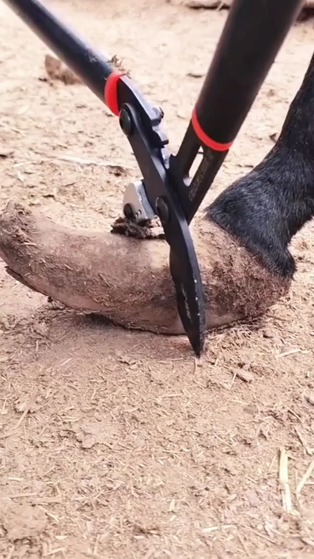 @Tessa - Animal US