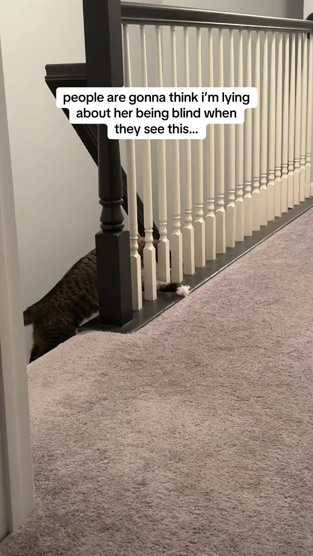 @𝘼𝙢𝙗𝙚𝙧 & 𝙎𝙩𝙚𝙫𝙞𝙚