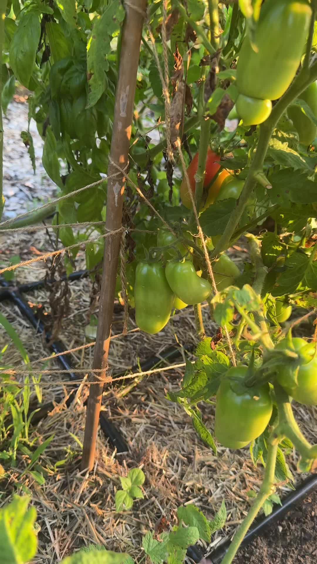 @Manica | zone 6a gardener