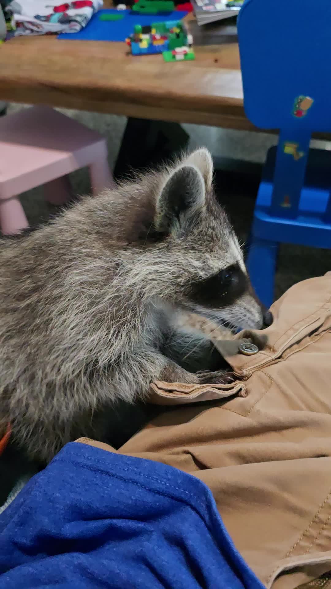@Roxanne the Raccoon