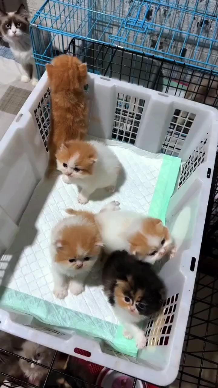 @Berkah Tisu