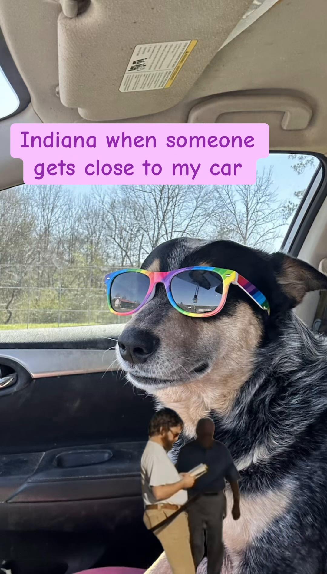@Heeler Mom๐๐พโ