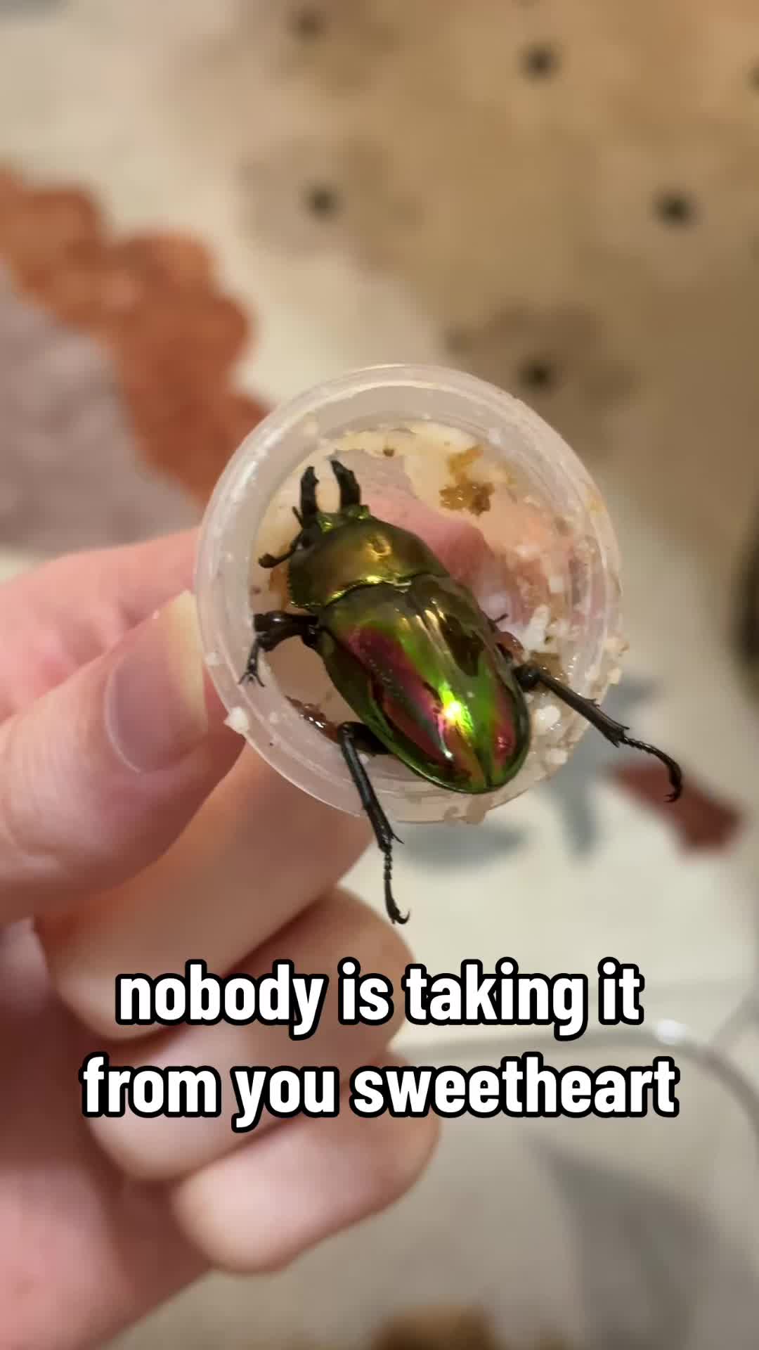 @claraoptera