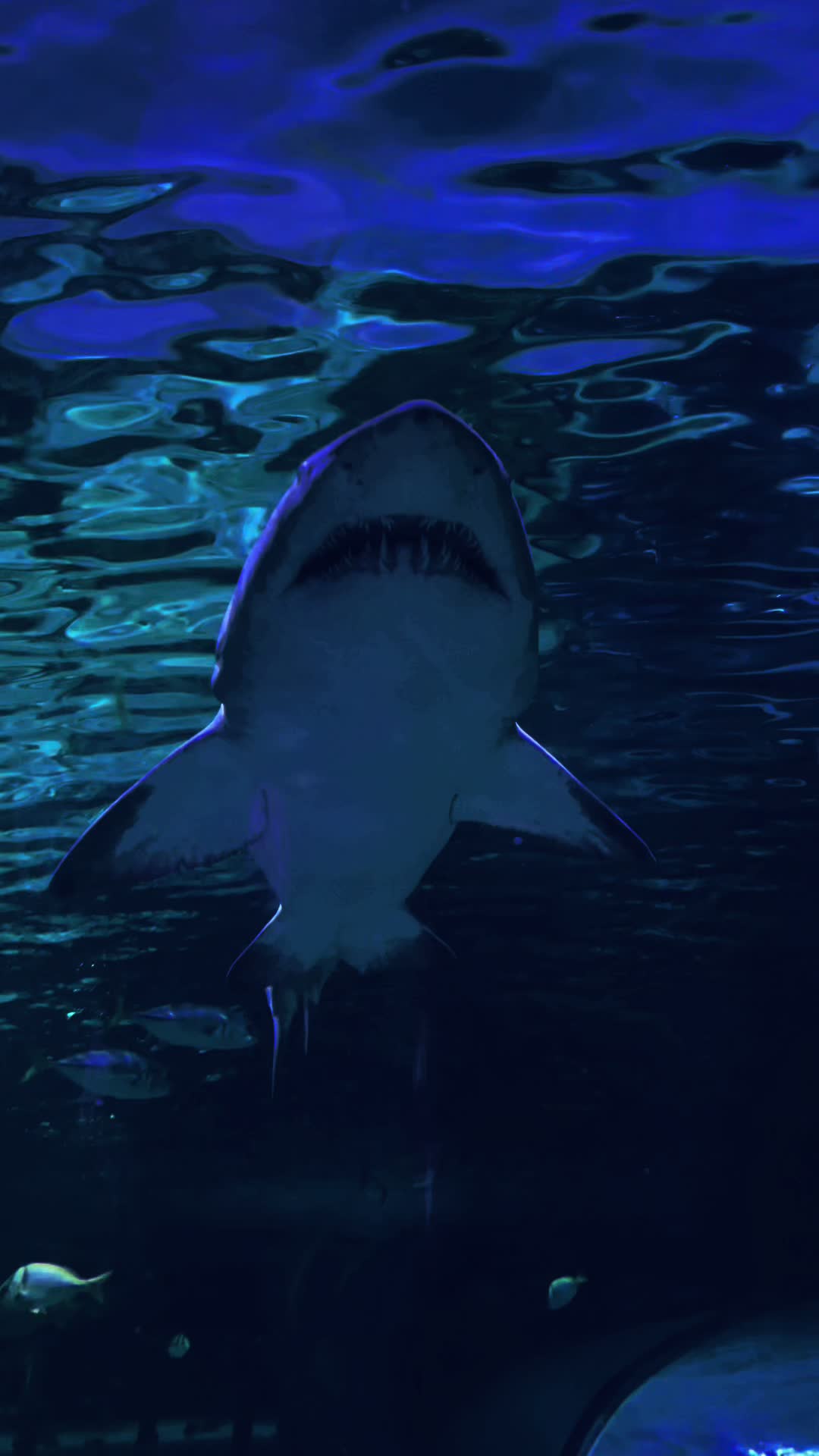 @Swim🦈