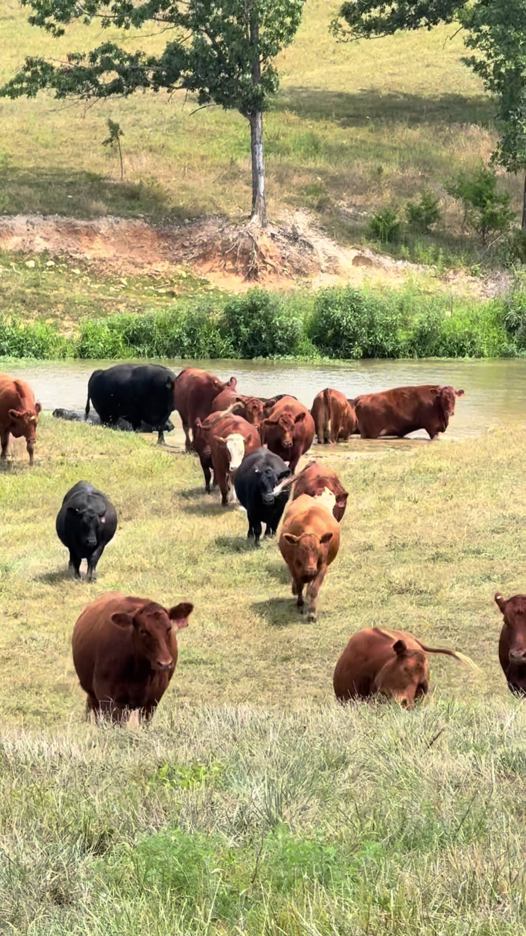 @Massey Land & Cattle